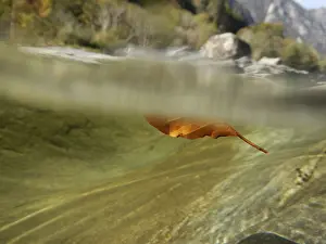 Deserted Waterfront Photo Prints: Red Leaf Floating Underwater