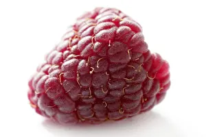 Red Berry Close Up Prints: One red macro raspberry over white background studio shot