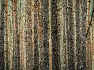 Nossentiner Schwinzer Heide Nature Park Prints: Red and orange in a pine forest