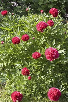 Red Blossom Prints: Red peonies
