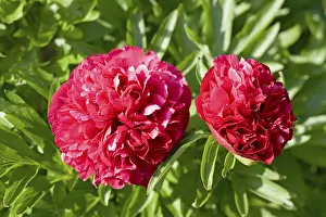 Red Flowering Plant Prints: Red peonies