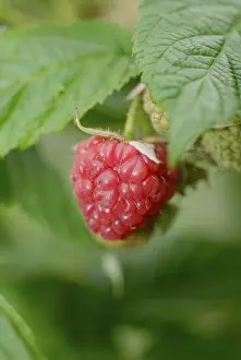 Red Coloured Berries Prints: Red Raspberry Rubus idaeus