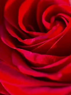 Close Up Of A Rose Prints: Red rose, detail