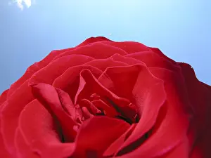 Red Coloured Blossom Prints: Red rose