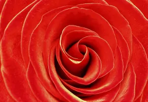 Red Rose Macro Prints: Red rose