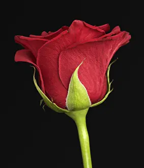 Red Rose Close Up Prints: Red Rose