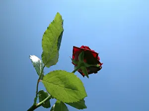 Colorful Flower Pictures Prints: Red rose
