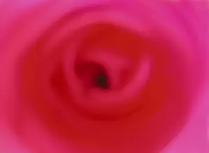 Macro Red Rose Prints: Red rose