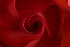 Macro Flower Photography Prints: Red rose