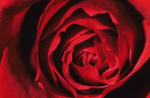 Close Up Red Flower Prints: Red rose, detail