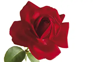 Cut Flower Arrangements Prints: A red rose