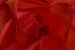 Open Air Blooming Flowers Prints: Red rose