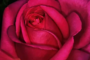 Garden Plant Life Prints: Red rose