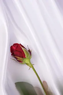 Red Coloured Roses Prints: Red rose