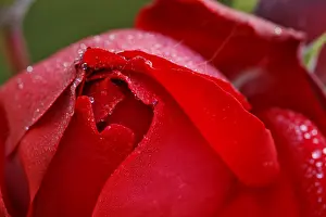 Close Up Rose Prints: A red rose covered with dew