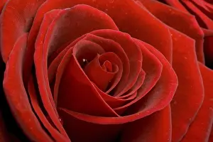 Close Up Rose Prints: Red rose macro close up