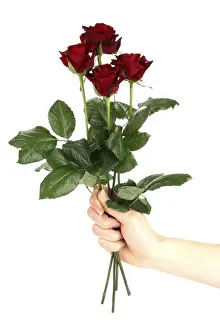 Hand In Hand Prints: Red roses