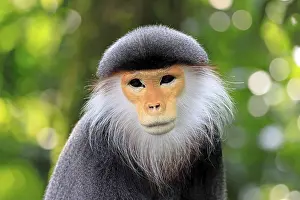 Old World Monkey Portrait Prints: Red-shanked monkey (Pygathrix nemaeus)