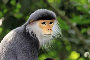 Old World Monkey Portrait Prints: Red-shanked monkey (Pygathrix nemaeus)