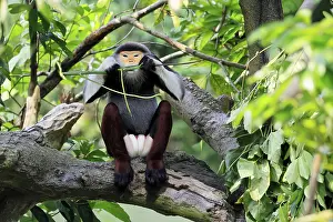 Tree Dwelling Monkeys Prints: Red-shanked monkey (Pygathrix nemaeus)
