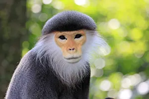 Old World Monkey Portrait Prints: Red-shanked monkey (Pygathrix nemaeus)