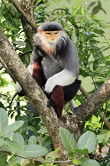 Old World Monkey Prints: Red-shanked monkey (Pygathrix nemaeus)