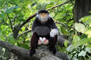 Old World Primate Prints: Red-shanked monkey (Pygathrix nemaeus)