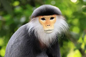 Catarrhine Primate Photo Prints: Red-shanked monkey (Pygathrix nemaeus)
