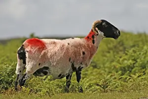 British Farm Animals Prints: Red Sheep in Dartmoor, Devon, Cornwall