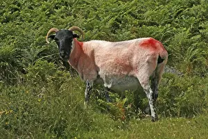 Natural Preserves In Britain Prints: Red Sheep in Dartmoor, Devon, Cornwall
