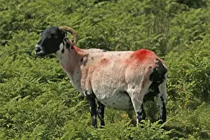 Devon Cornwall Landscape Prints: Red Sheep in Dartmoor, Devon, Cornwall