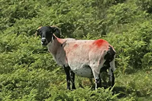 Devon Cornwall Landscape Prints: Red Sheep in Dartmoor, Devon, Cornwall