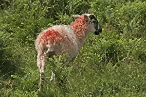 Devon Cornwall Landscape Prints: Red Sheep in Dartmoor, Devon, Cornwall