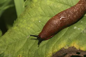 Red Slug on Leaf Print