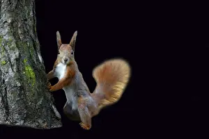 Eurasian Red Squirrel Prints: Red squirrel on a black background