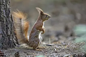 Nature Landscape Photos Prints: Red squirrel in the forest in the wild
