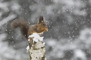 Snowy Forest Scene Prints: Red squirrel (Sciurus) feeding on a dead birch tree during snowfall