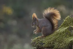 Eurasian Red Squirrel Pictures Prints: Red squirrel (Sciurus) on rootstock