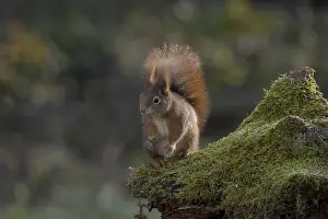 Eurasian Red Squirrel Image Prints: Red squirrel (Sciurus) sitting on a rootstock