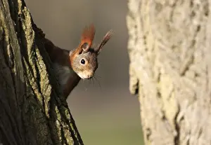 Prints of A red squirrel on a tree Eurasian Red Squirrel Prints: A Red Squirrel on a Tree Print