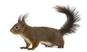 Isolated Against White Background Prints: Red squirrel in front of a white background