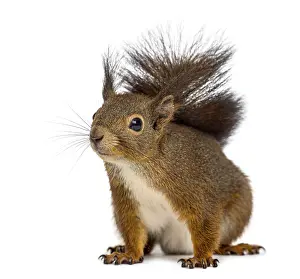 Rodent Animal Photo Prints: Red squirrel in front of a white background
