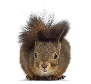 Eurasian Red Squirrel Image Prints: Red squirrel in front of a white background