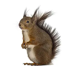 Eurasian Red Squirrel Image Prints: Red squirrel in front of a white background
