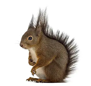 Single Colored Background Prints: Red squirrel in front of a white background