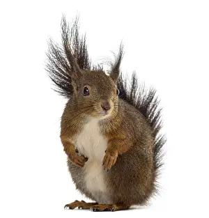 Eurasian Red Squirrel Image Prints: Red squirrel in front of a white background