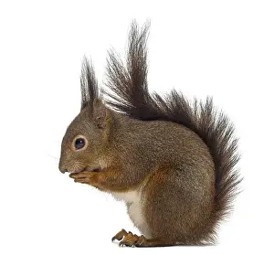 Isolated Animal Photo Prints: Red squirrel in front of a white background