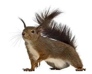 Isolated Animal Photo Prints: Red squirrel in front of a white background