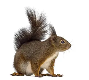 Isolated Against White Background Image Prints: Red squirrel in front of a white background