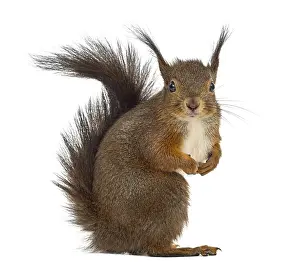 Copy Space Photo Prints: Red squirrel in front of a white background